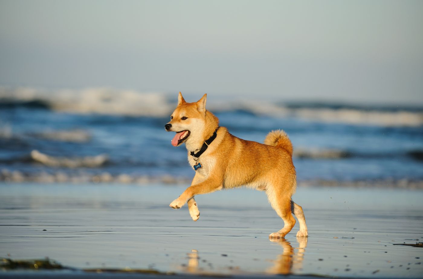 roter Shiba Inu aktiv