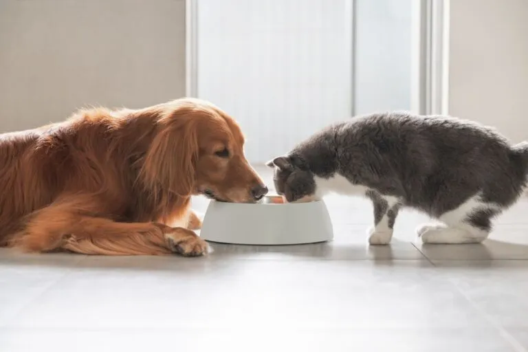 Dürfen Katzen Hundefutter fressen