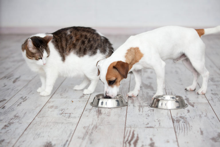 Τροφή σκύλου σε γάτα