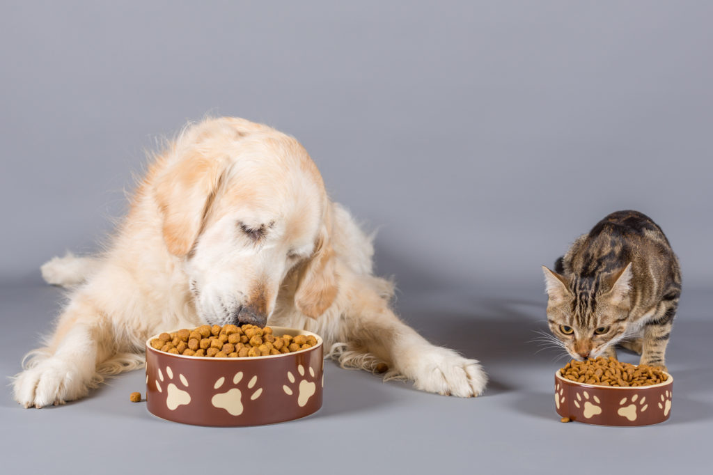 Dog food for cat