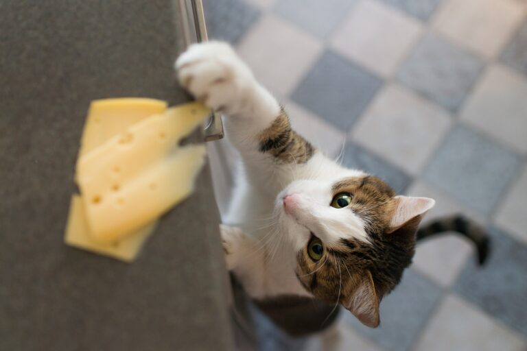 Katze klaut Käse aus der Küche