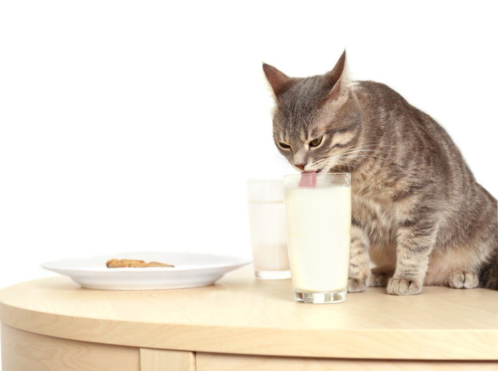 milk for cats