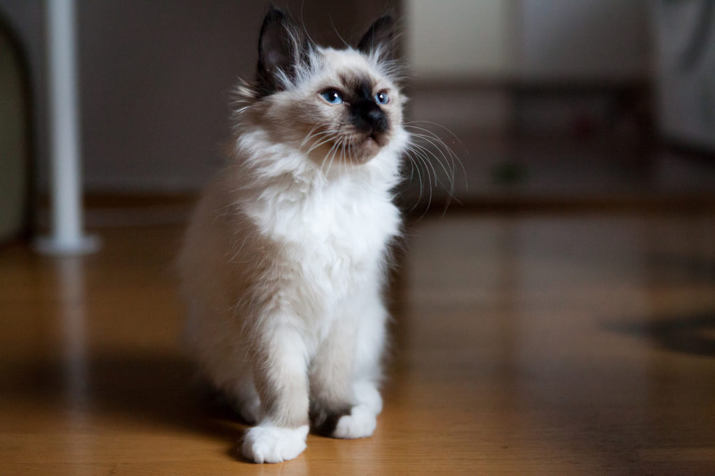 Sacred Birman kitten