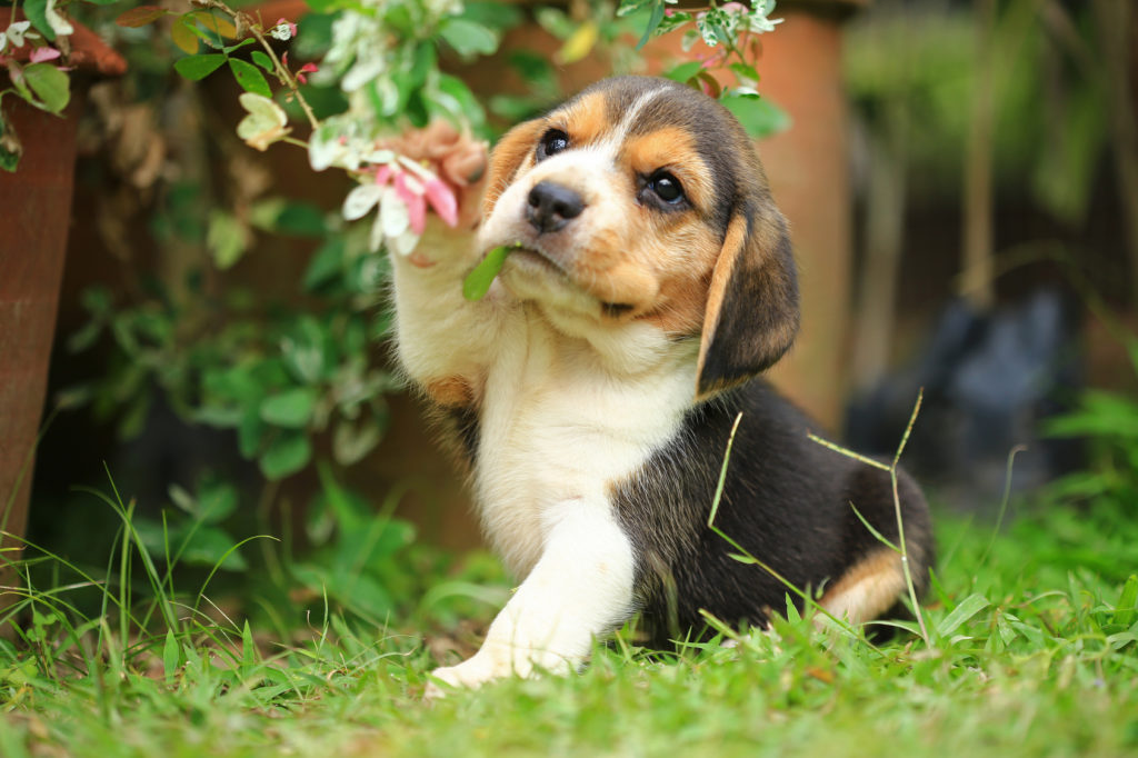purebred beagle puppy is learning the world in first time