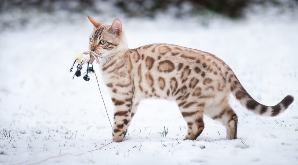 Γάτα Βεγγάλης στο χιόνι