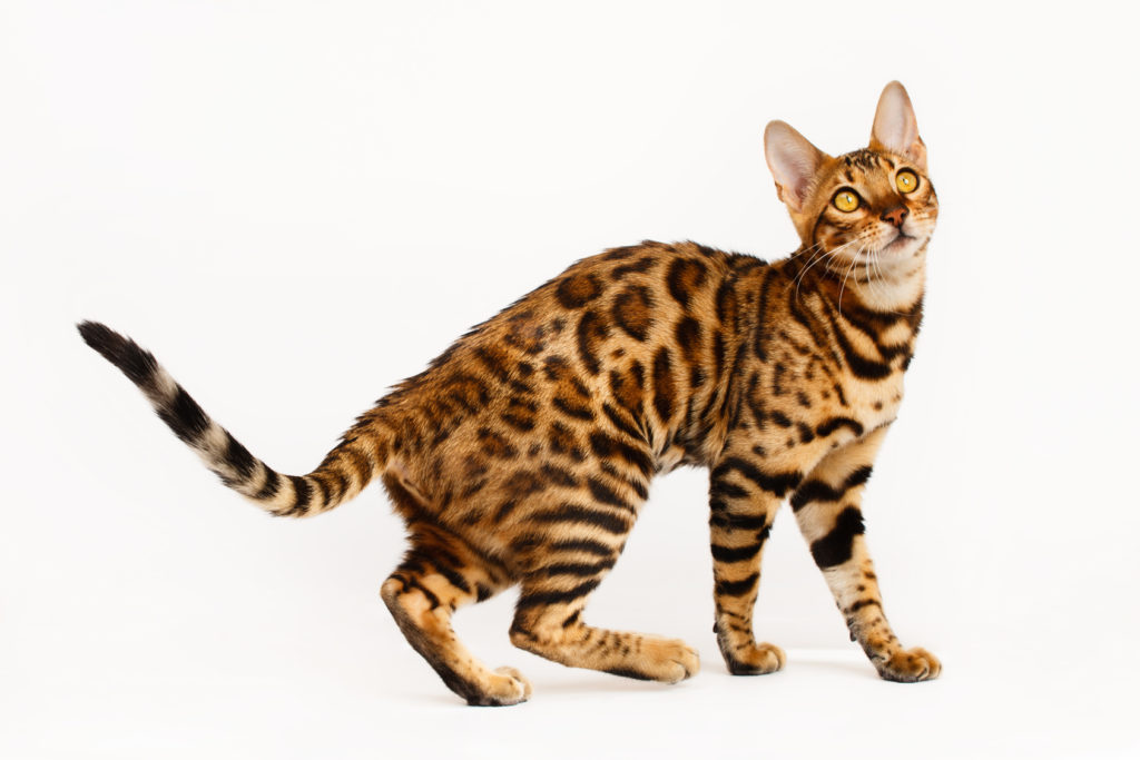 Γάτα Βεγγάλης (Bengal) Γάτα Βεγγάλης