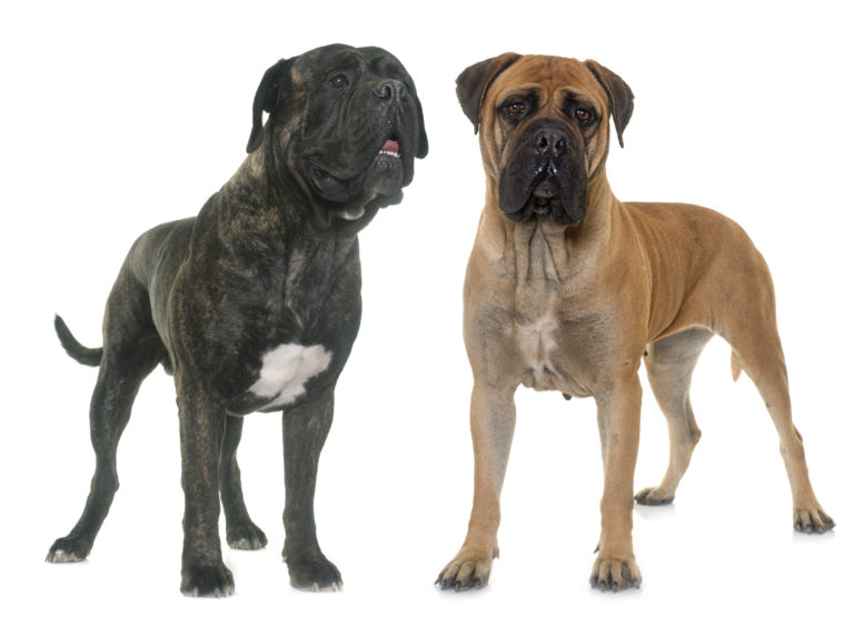 Μπουλμαστίφ (Bullmastiff)