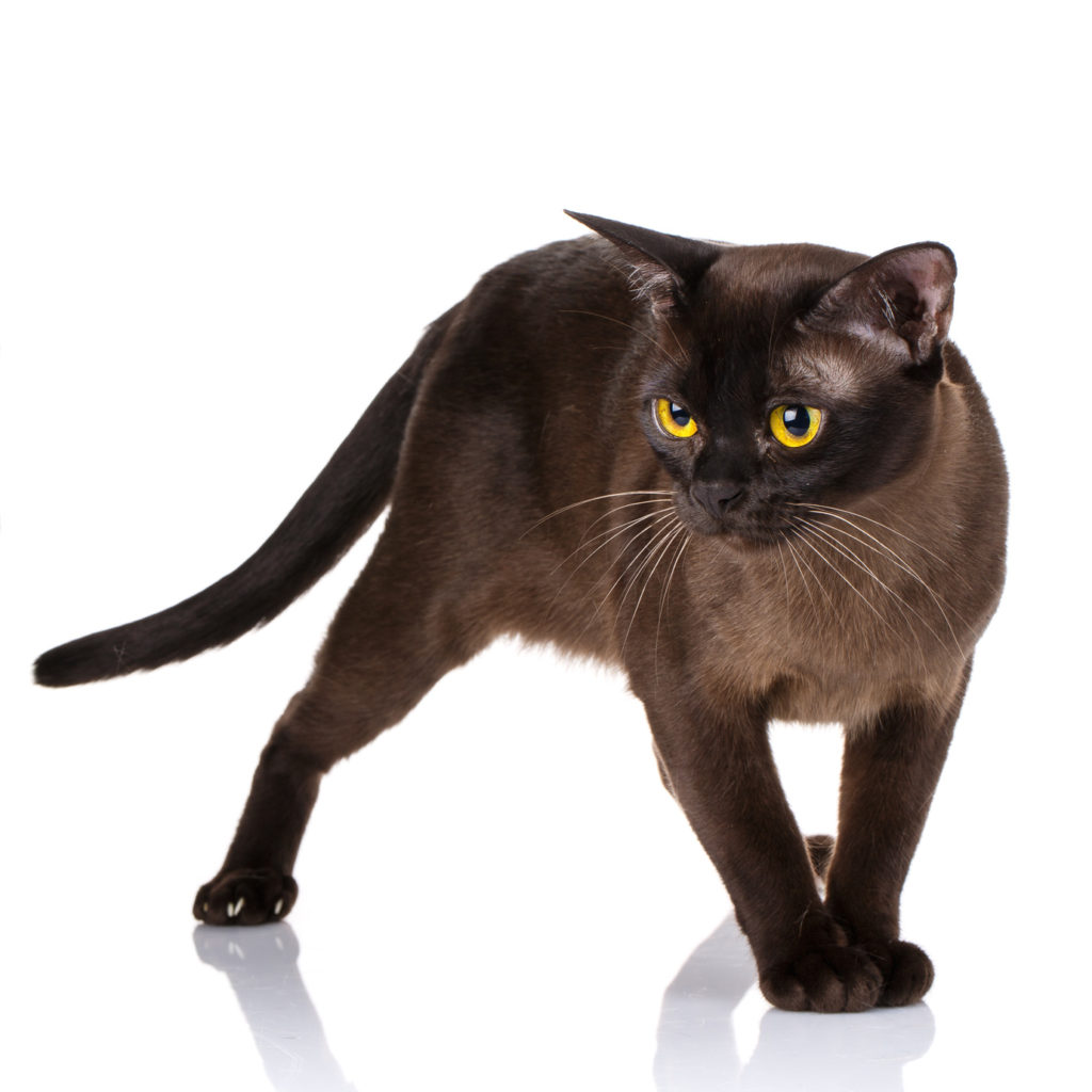 Γάτα Burmese