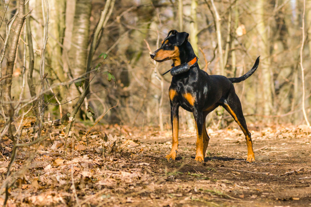 Γερμανικό Πίντσερ (Pinscher) Γερμανικό Πίντσερ