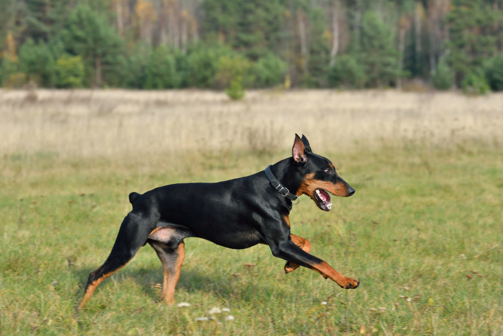 Γερμανικό Pinscher