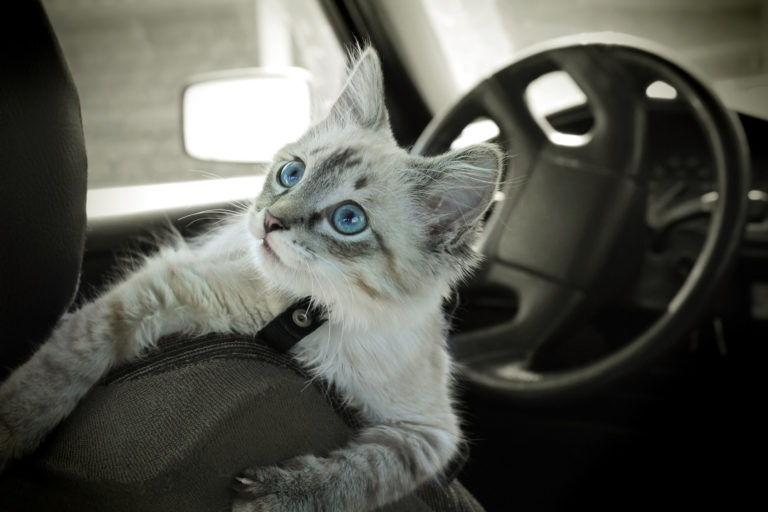 Με τη γάτα σας στο αυτοκίνητο