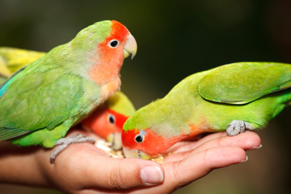 Η Διατροφή των lovebirds ή αγαπόρνιθων- zooplus Περιοδικό