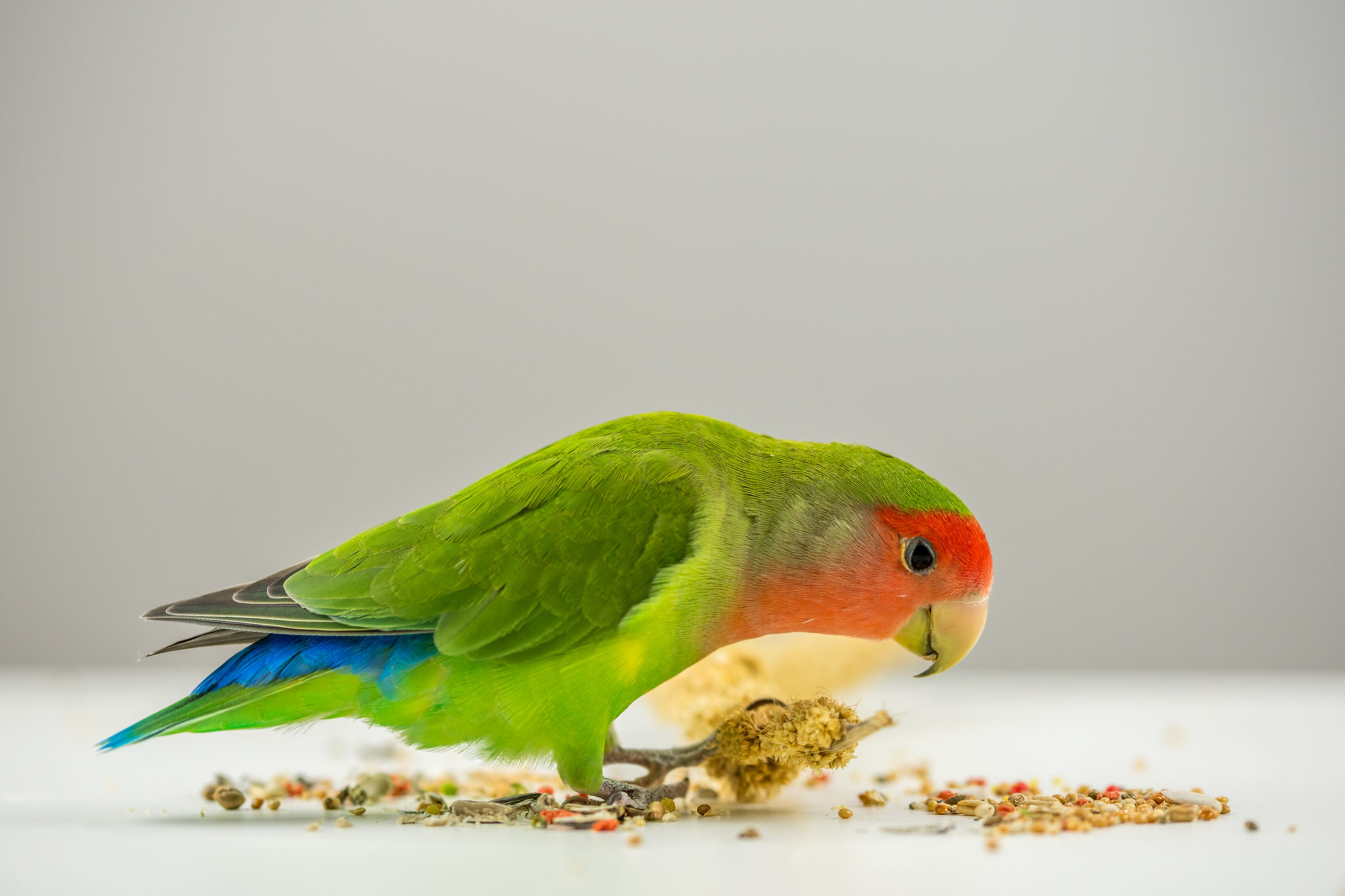Διατροφή των lovebirds