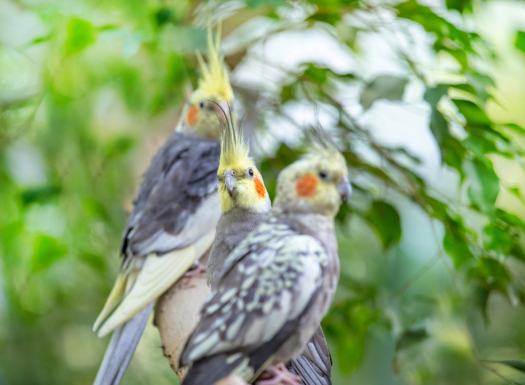 birds in pairs