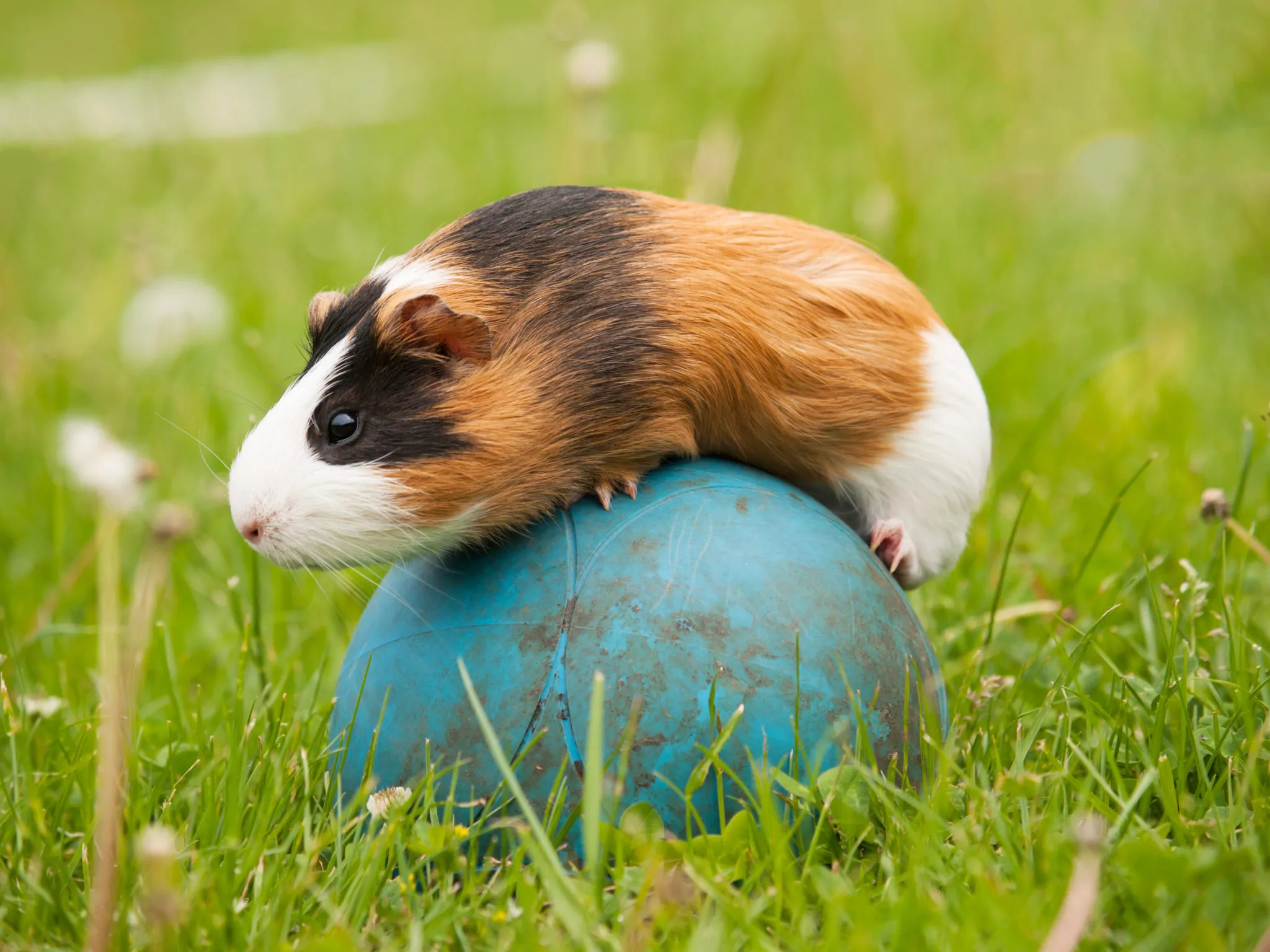 Agility για μικρά ζώα Agility για μικρά ζώα