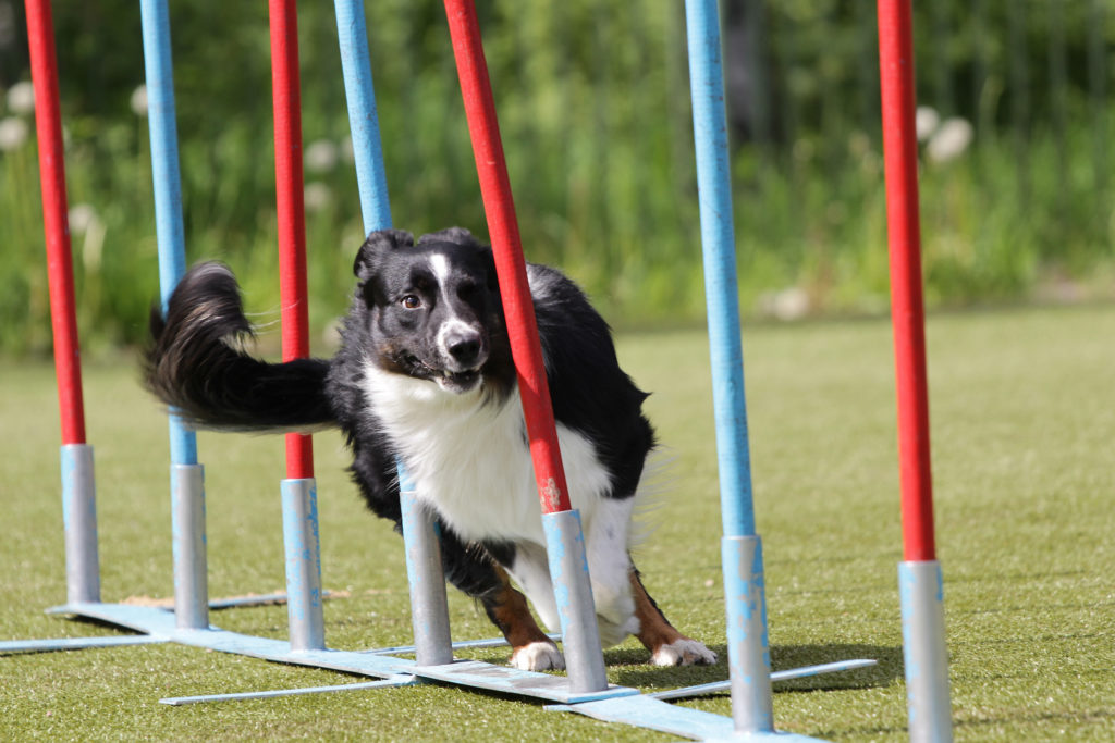 Agility εκπαίδευση