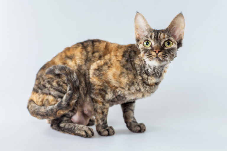 Rex Kornouális (Cornish Rex)