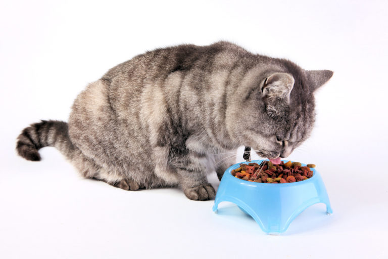 Τροφή για στειρωμένες γάτες