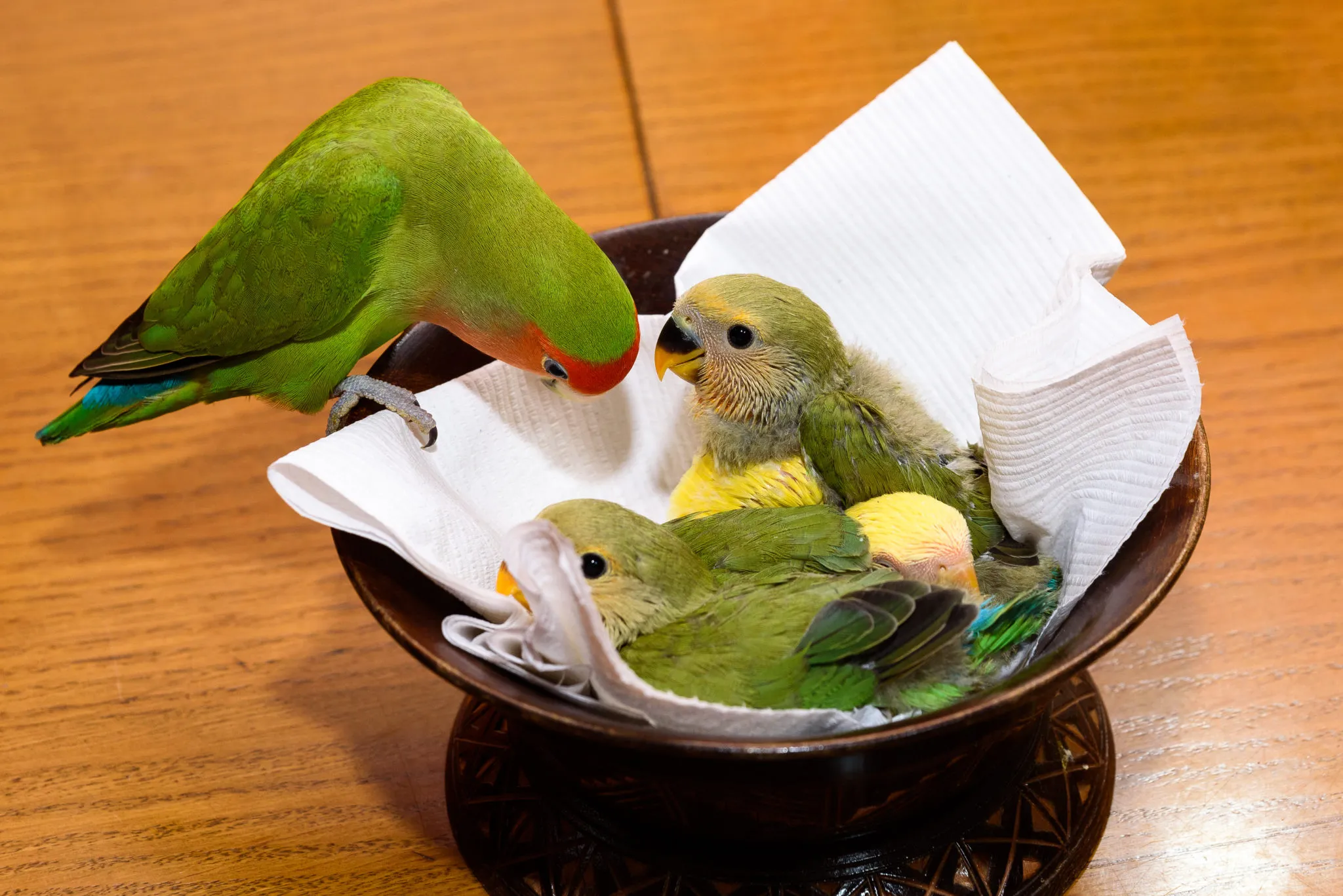 Αγαπόρνιθες (lovebirds)