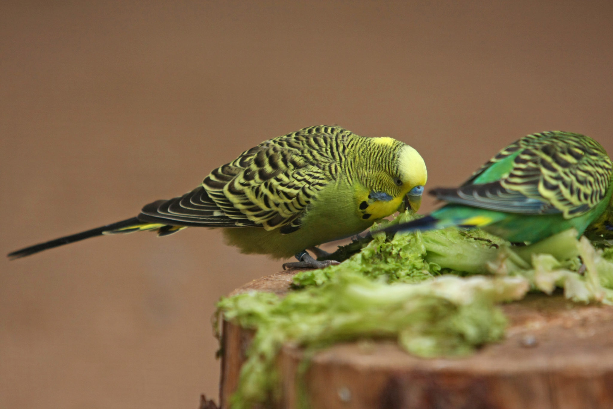 Διατροφή για παπαγαλάκια budgie