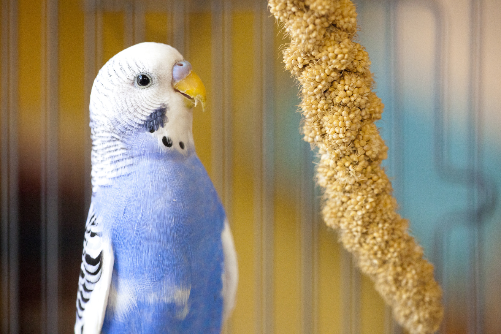 Διατροφή για παπαγαλάκια budgie