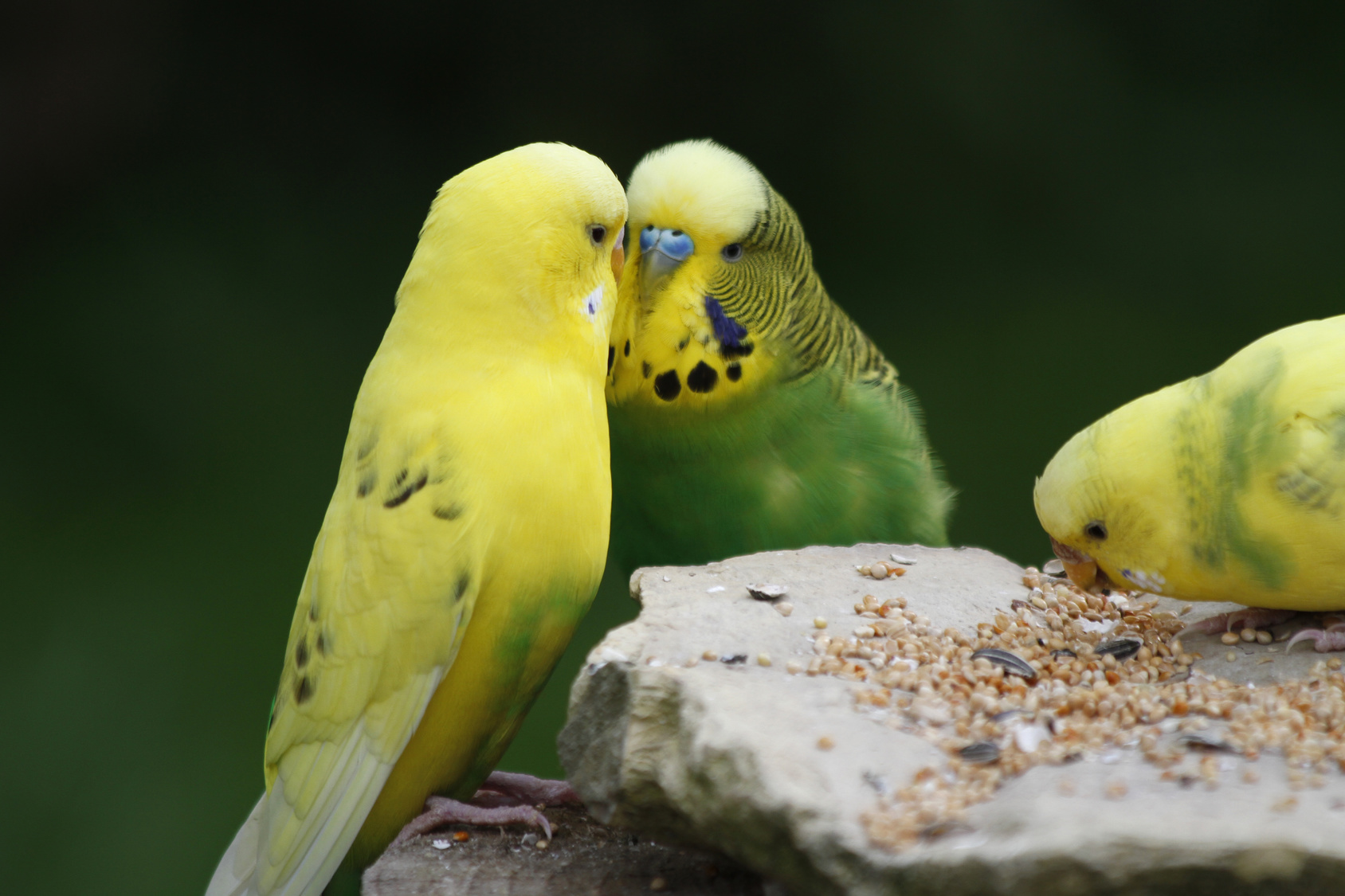 Διατροφή για παπαγαλάκια budgie