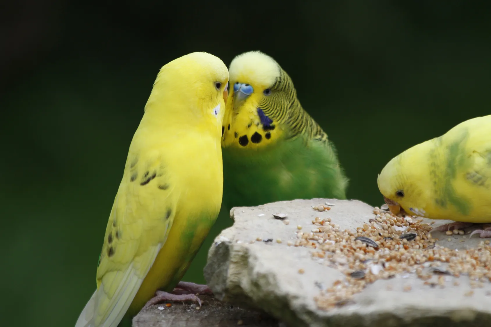 Διατροφή για παπαγαλάκια budgie