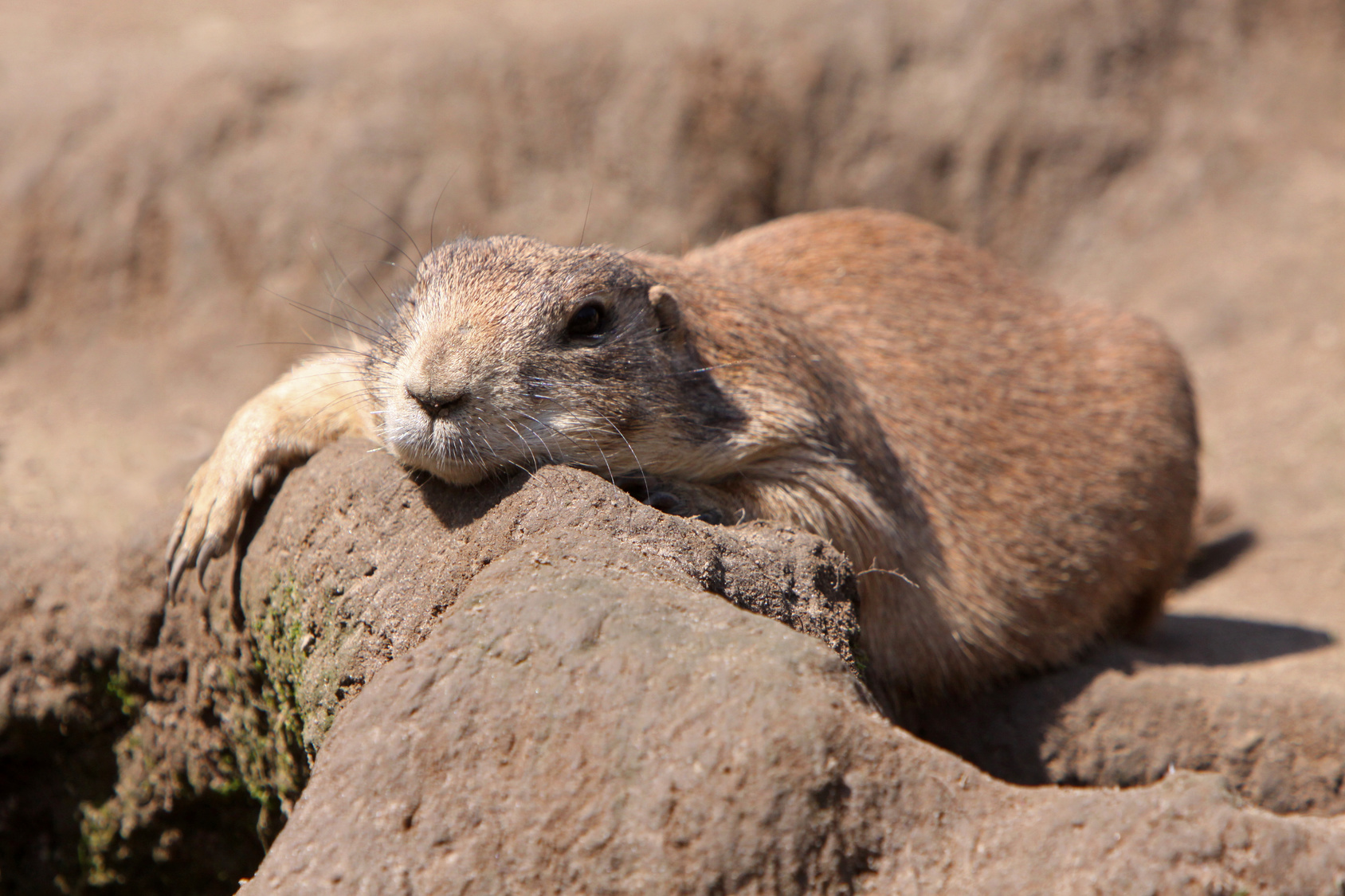 Κυνόμυες (Prairie dogs)