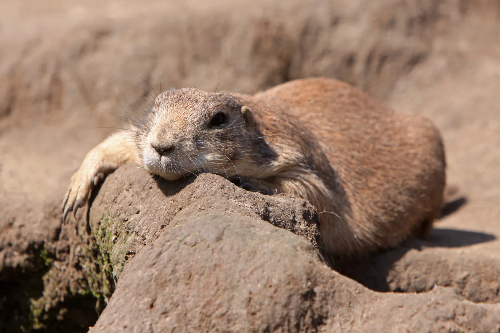 Κυνόμυες (Prairie dogs)