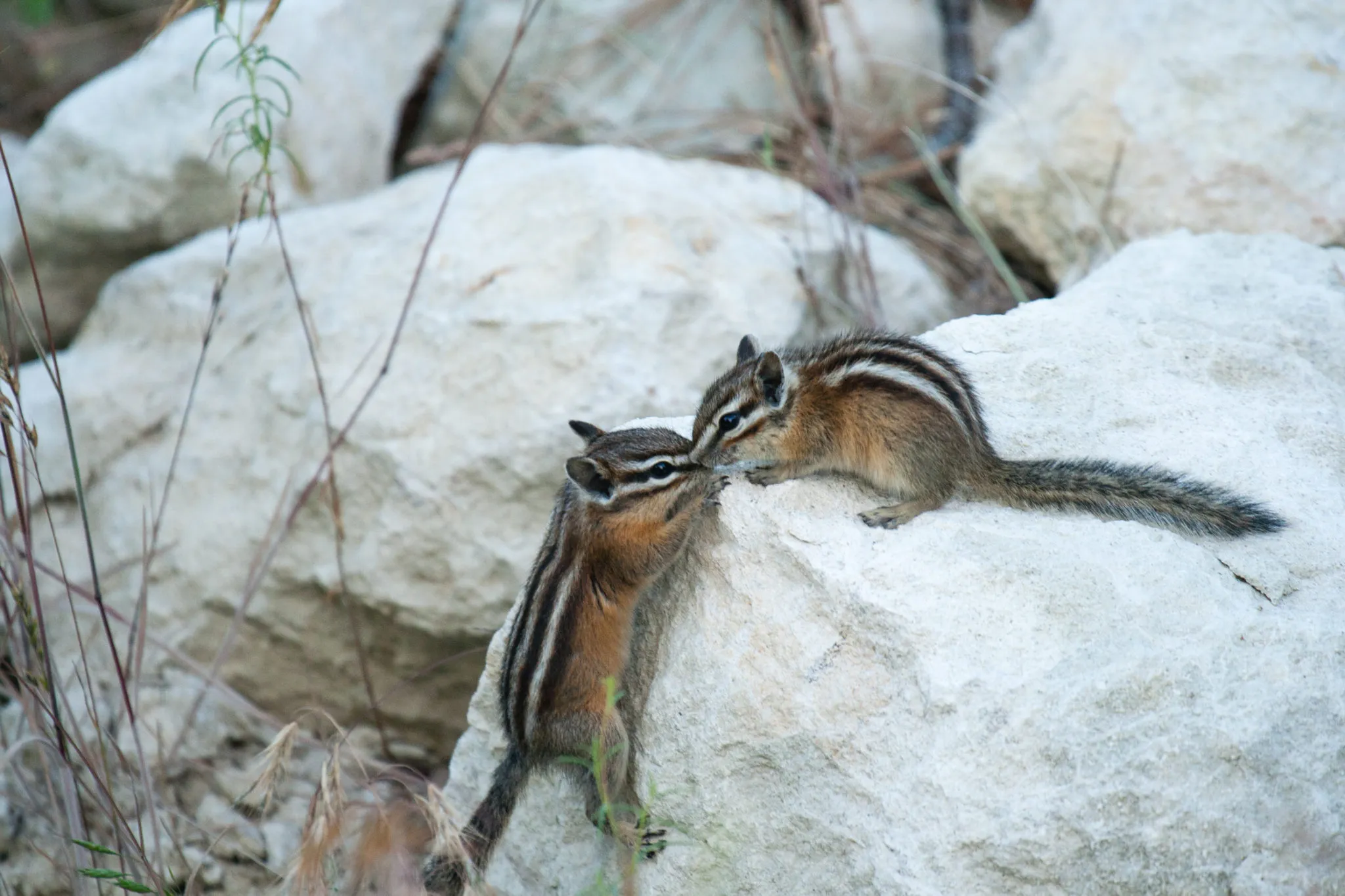 Σιβηρικός σκίουρος (Siberian chipmunk)