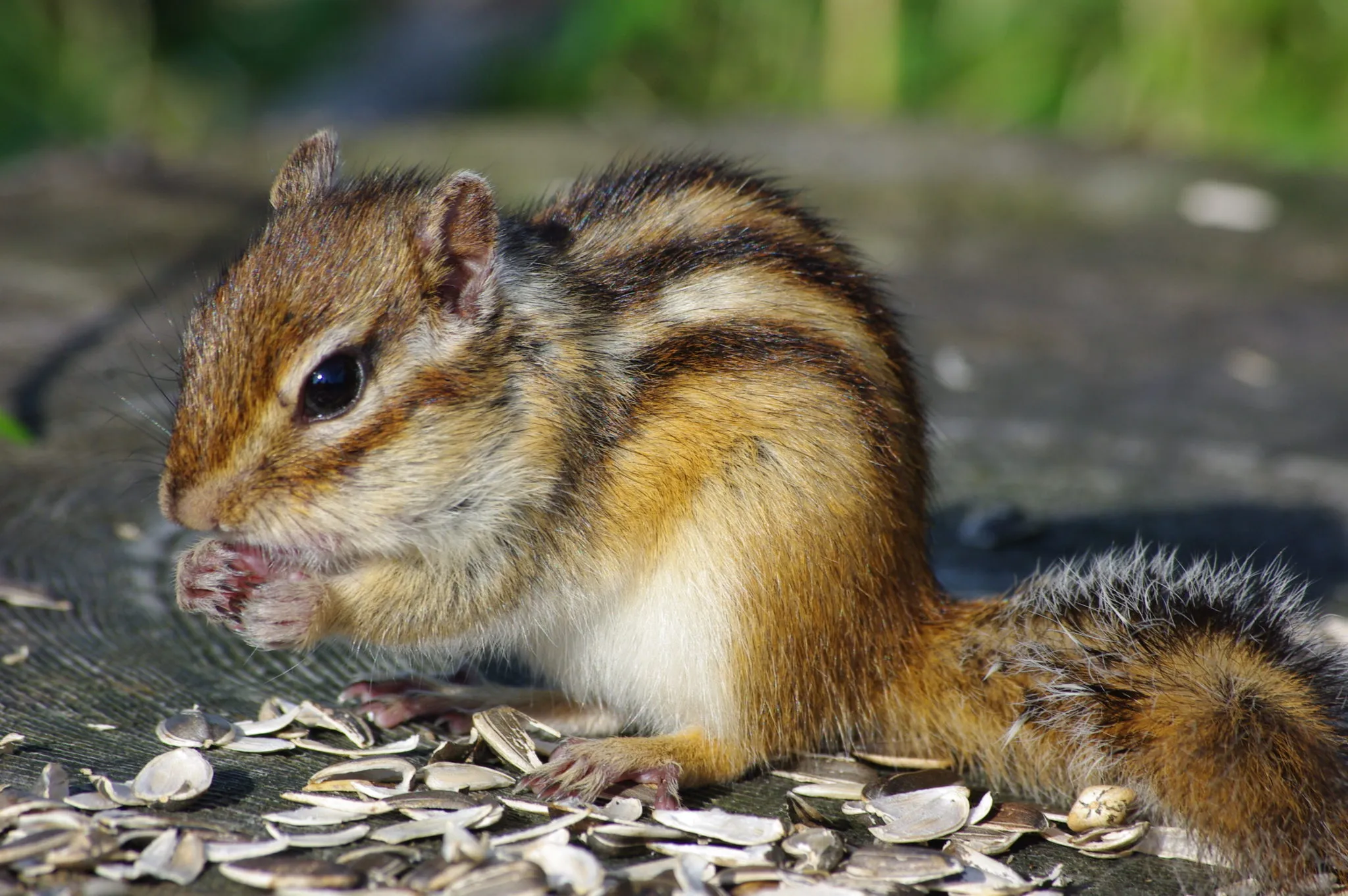 Σιβηρικός σκίουρος (Siberian chipmunk)