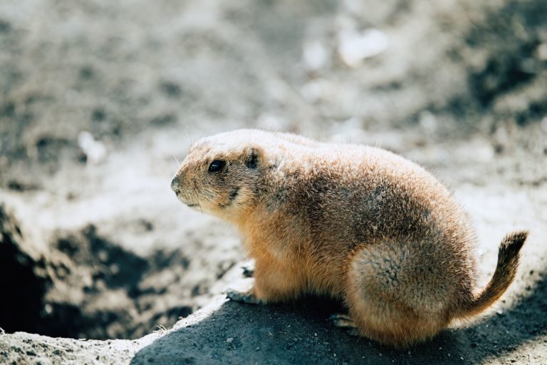 Kynómyes - prairie dog