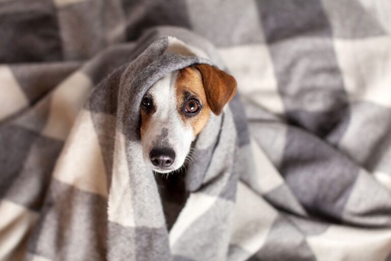 Hund mit Erkältung liegt unter einer Decke