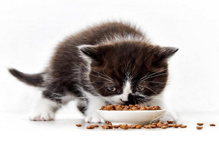 Diet for Kitten