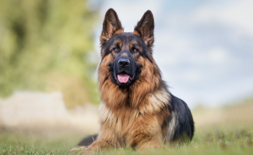 deutscher-schäferhund-futter-1024×630
