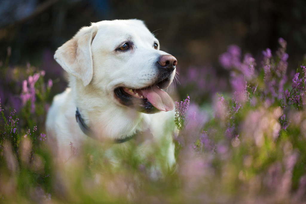 labrador-futter-1024×682