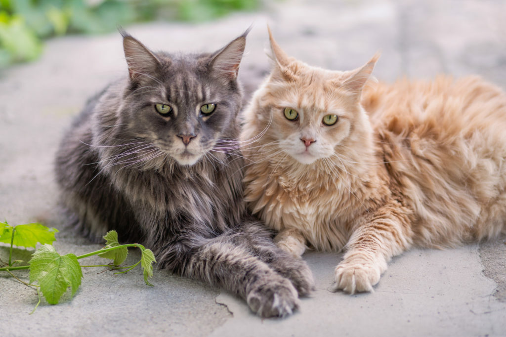 Maine Coon