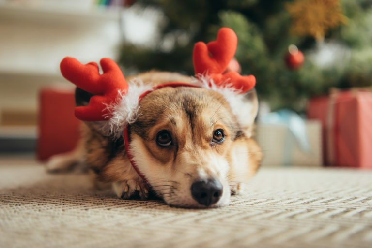 welsh-corgi-weihnacht-768×513