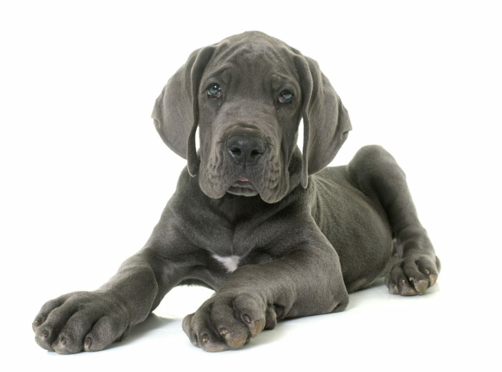 Great Dane