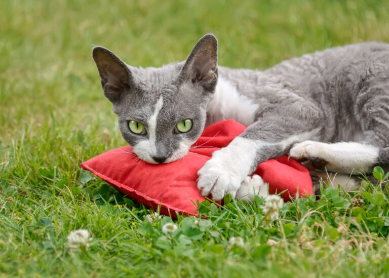 Devon Rex με Παιχνίδι Βαλεριάνας