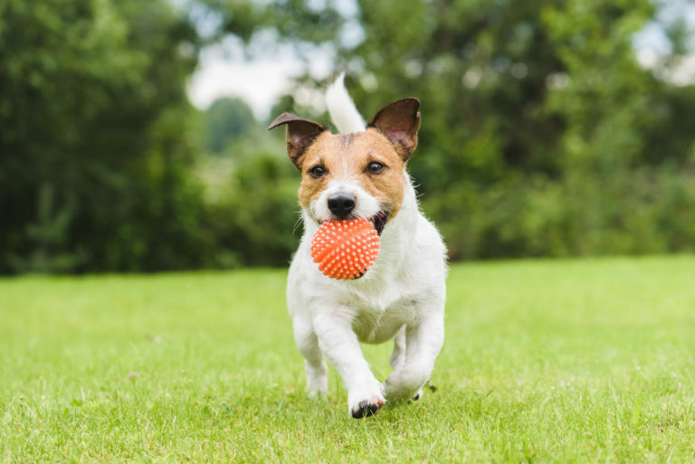 Παιχνίδι σκύλου με μπάλα