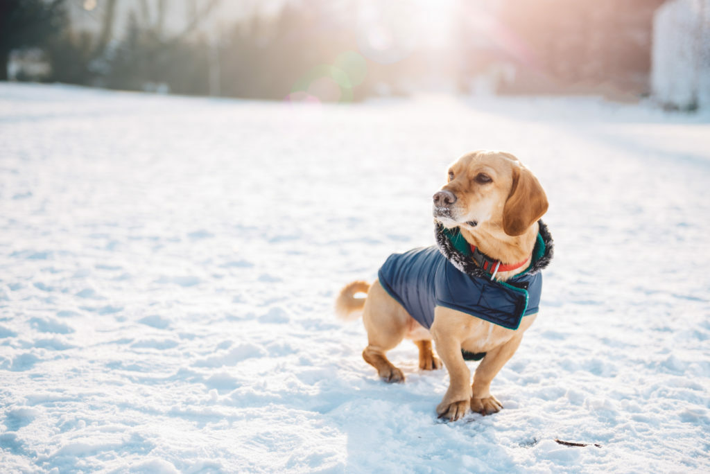 Dog in snow