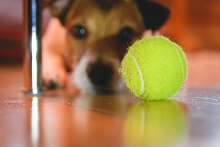 Μπάλα του τένις - επικίνδυνη για σκύλους