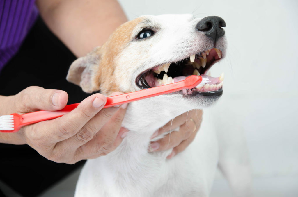 Οδοντόβουρτσα σκύλων