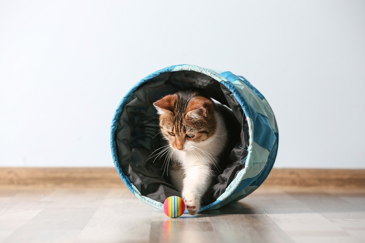 Cat agility
