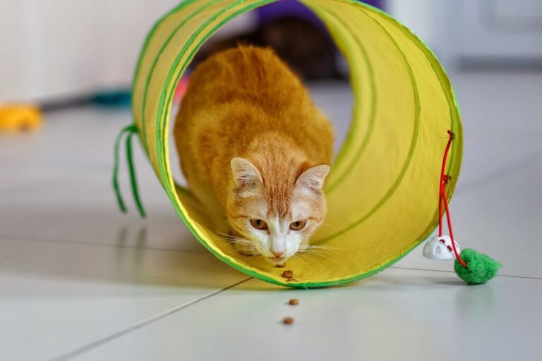 cat agility