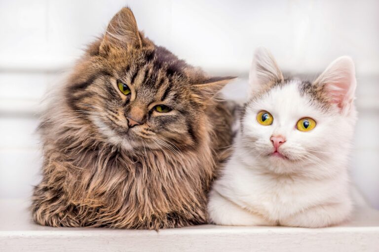 Mischling oder Rassekatze? Aussehen nicht entscheidend