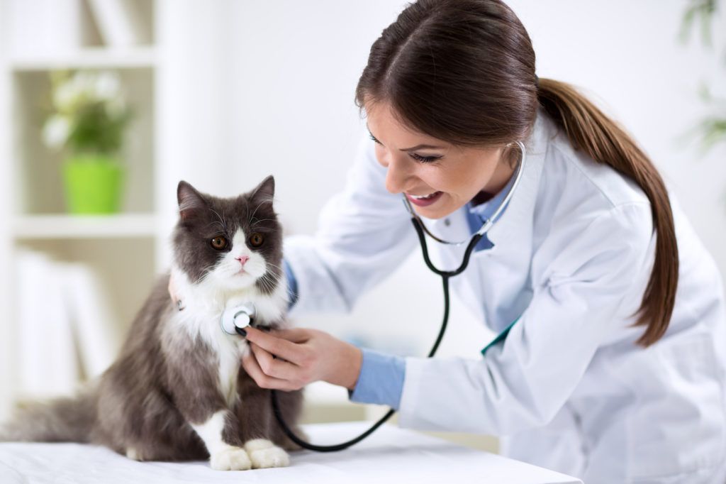 Πρώτη επίσκεψη γάτας σε κτηνίατρο