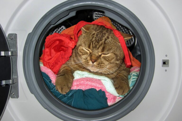 Γάτα σε πλυντήριο ρούχων