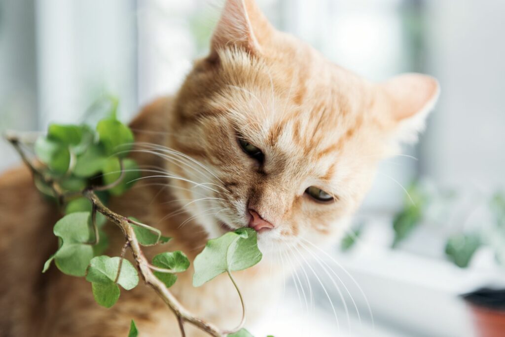 Φυτό και γάτα στο σπίτι